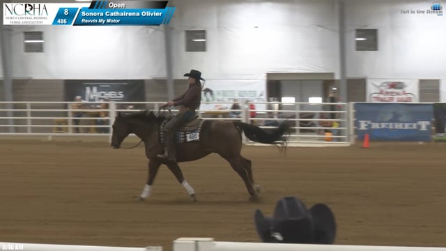#486 Sonora Cathairena Olivier