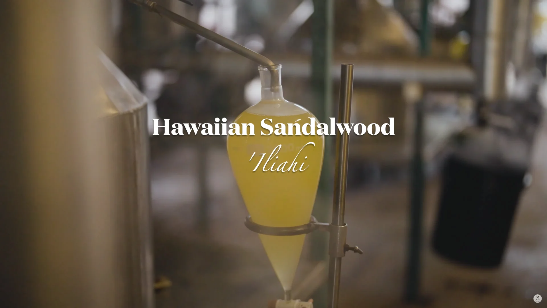 Sacred Veil | Sandalwood Hydrosol Mist | MAHALO Skin Care