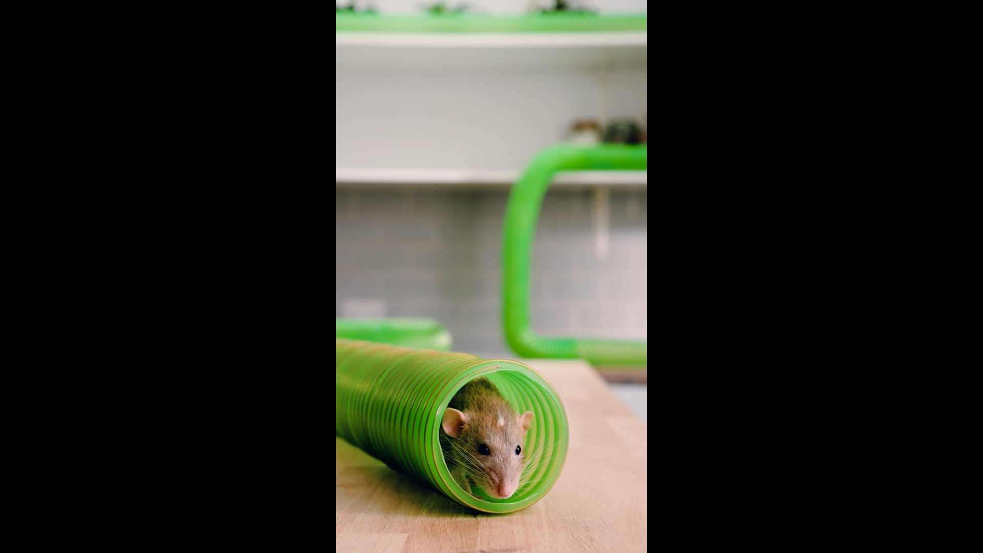 Pets At Home Pets At Home - Rat