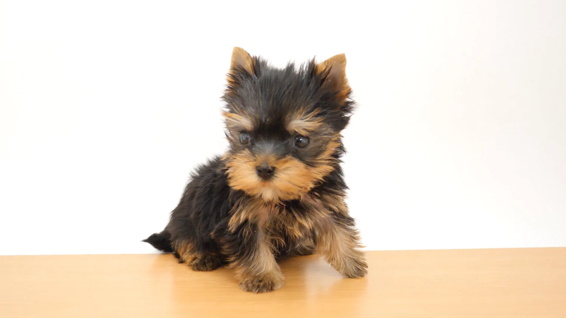 ヨークシャー・テリア スチールブルー＆タン 男の子 GRAND亀戸店