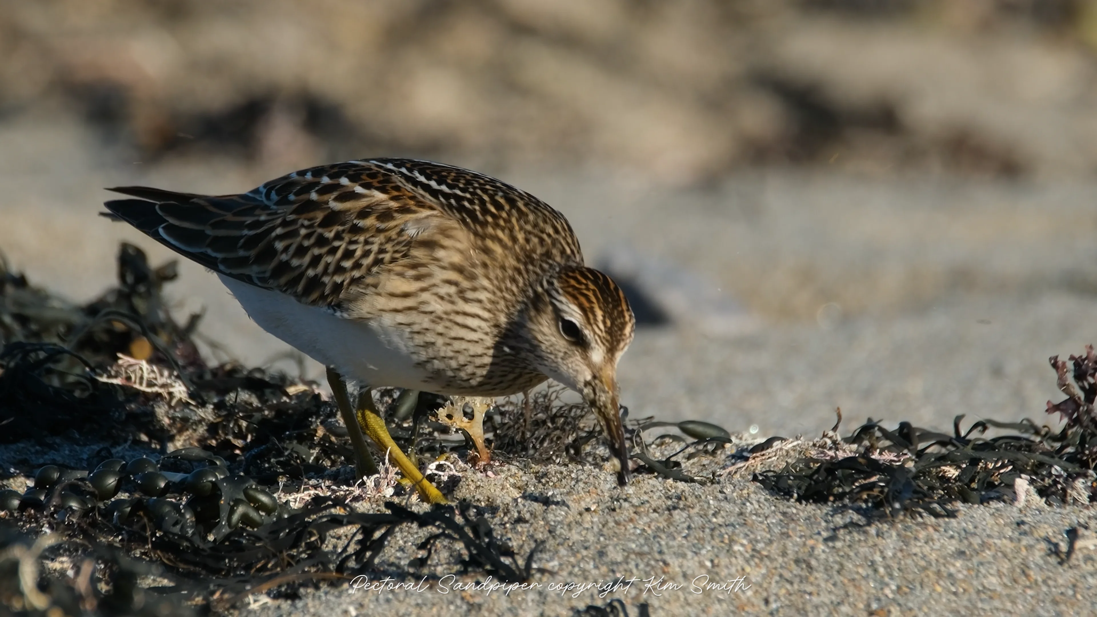 oral melanotic macule histology Pectoral Sandpiper