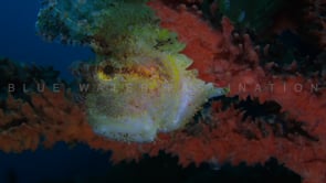 2447_White leaf scorpionfish super close up on corals