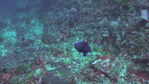 2461_Red-tooth Triggerfish on coral reef