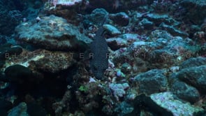 2594_Guineafowl Pufferfish on coral reef