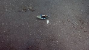 2462_Picasso Triggerfish swimming over sand