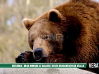 Alfedena - Orso mangia 52 galline e resta bloccato nella stalla