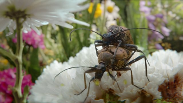 Hornbach - Let Nature Do the Job