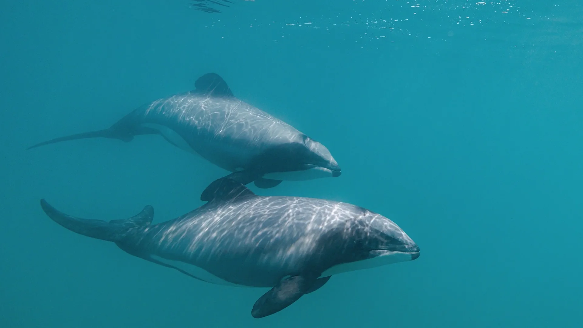 Unlocking the hidden world of Hector's dolphins | Live Ocean