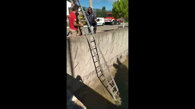 Ζαχάρω Ηλείας: Διάσωση σκελετωμένου σκύλου 6-11-2025