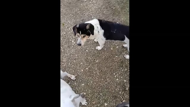 Δημοτικό Κυνοκομείο Πρέβεζας 2-11-2025