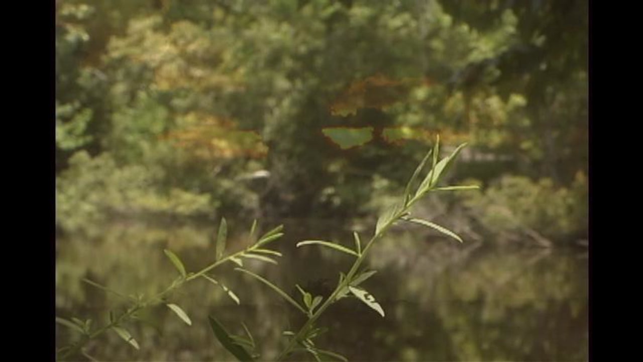 The Invaluable Marsh Surrounding New Orleans