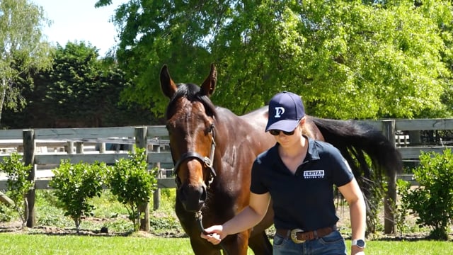 NZB Ready to Run Sale | Pertab Racing - Kurtis Pertab