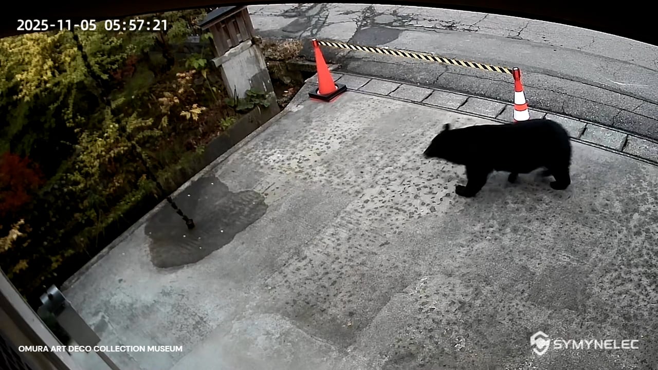 V tej državi v boj proti medvedom pošiljajo vojsko