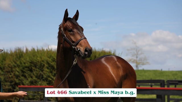 Lot 466