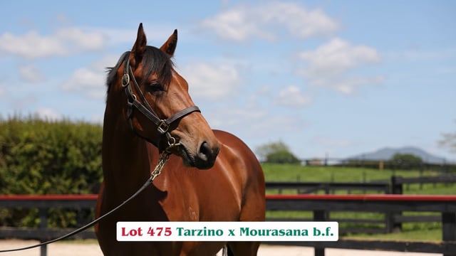 Lot 475