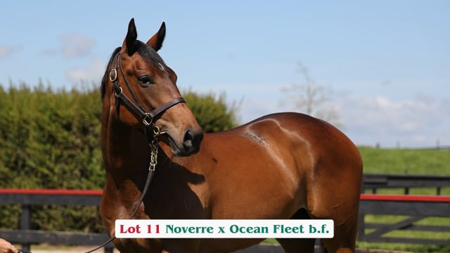 Lot 11