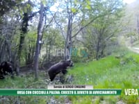 Orsa con cuccioli a Palena, chiesto il divieto di avvicinamento