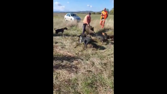 Καστοριά: Κυνηγοί βασανίζουν αγριογούρουνα και κάνουν ζωντανή μετάδοση μέσω facebook 6-10-2024