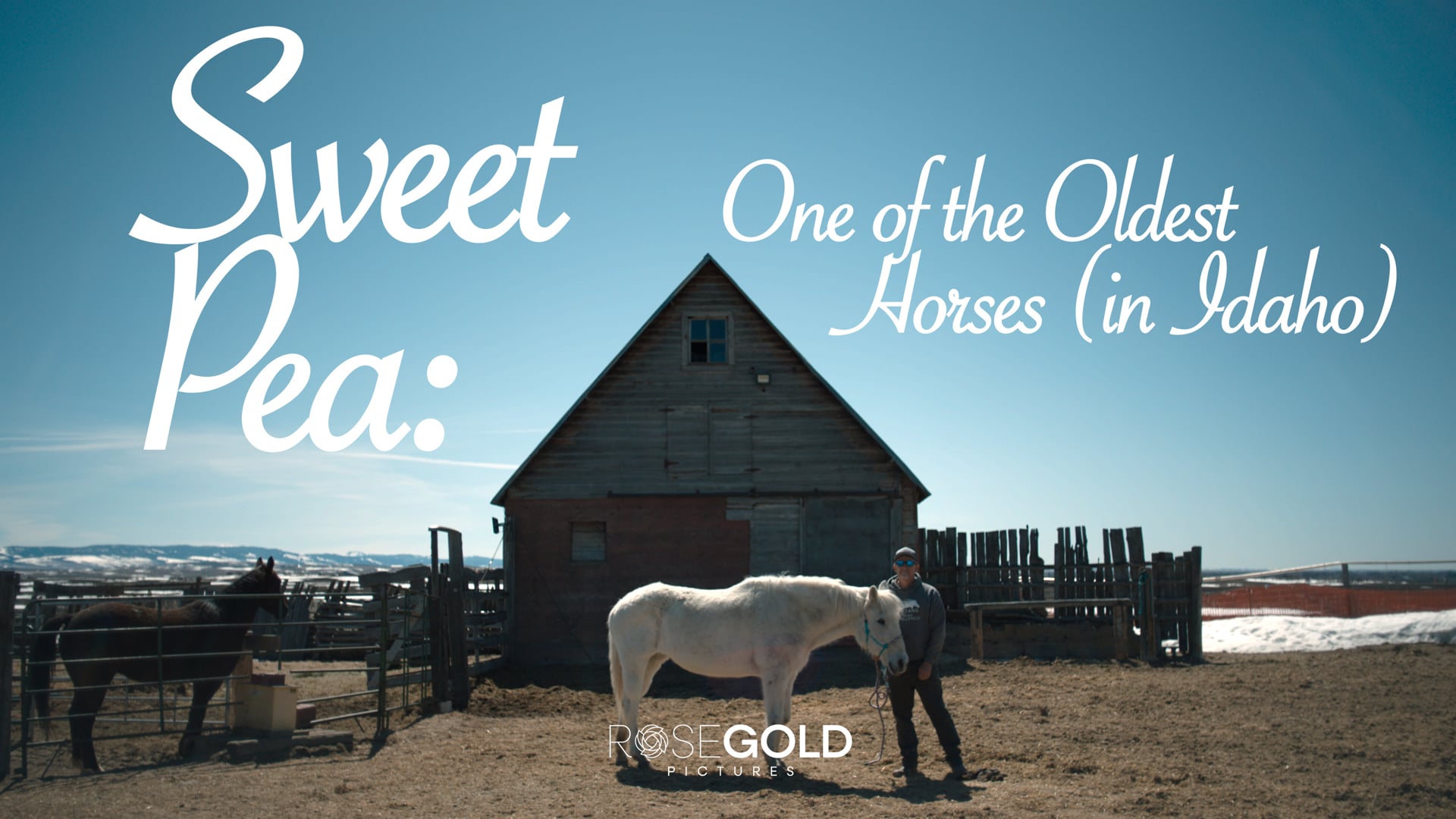 Sweet Pea: The Oldest Horse in Idaho