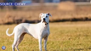 Dog Breeds that Run Up the Vet Bills