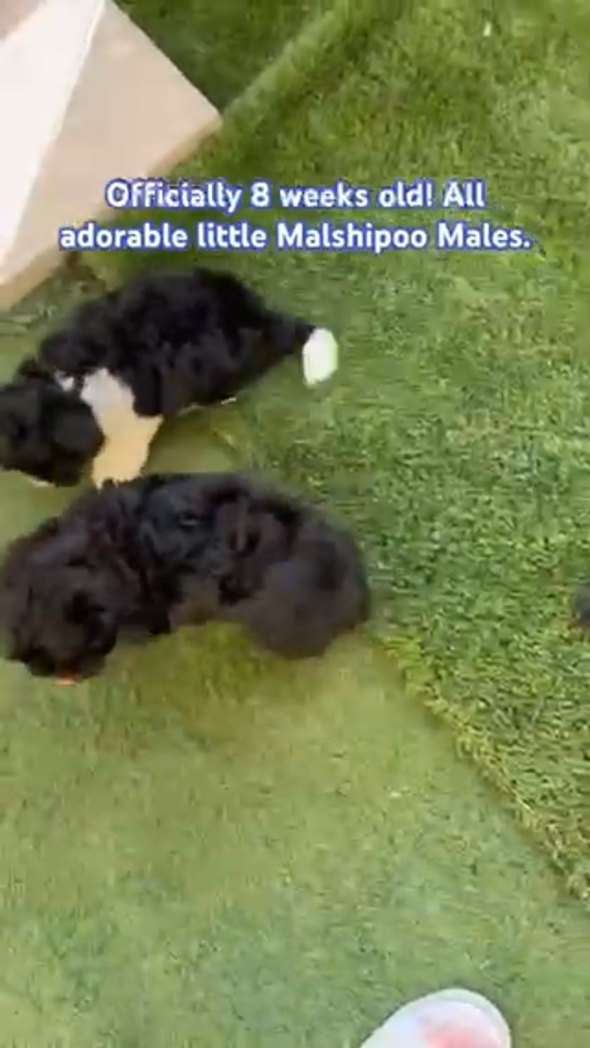 vimeo-video-thumbnail