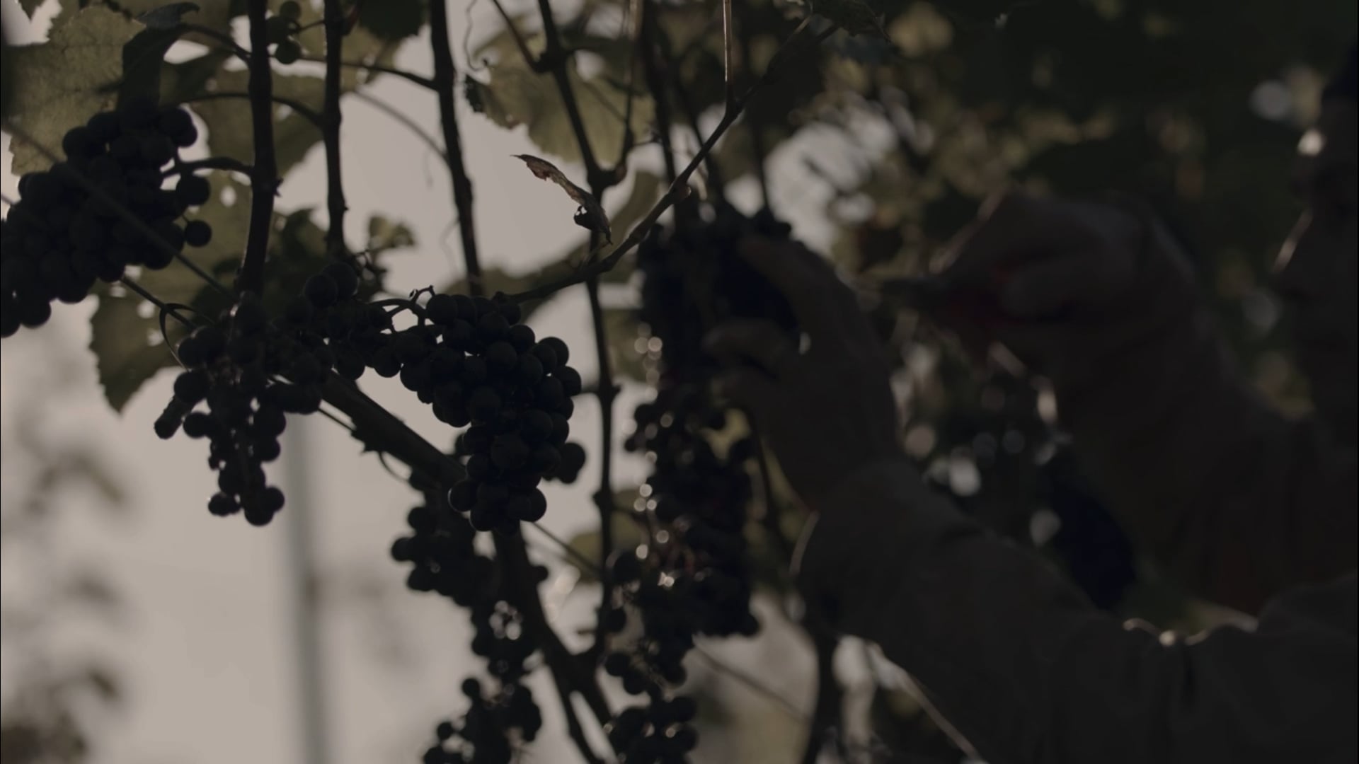 Lalala Farm 天高く