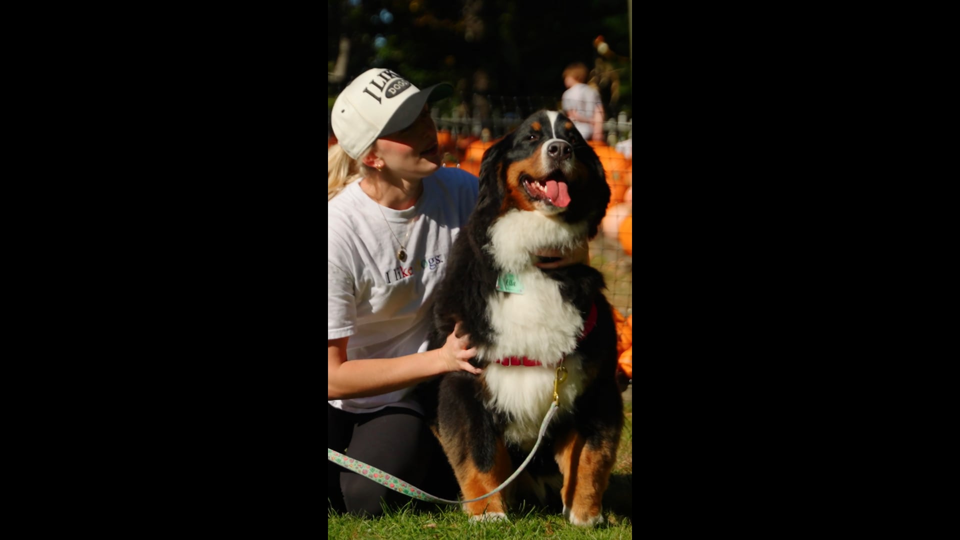 Ridgefield's Burmese Mountain Dog Parade