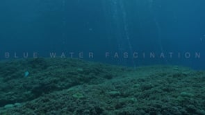 2618_Air bubbles rising from coral reef to ocean surface