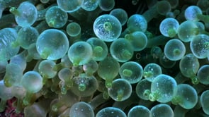 2652_Bubble anemone super close up