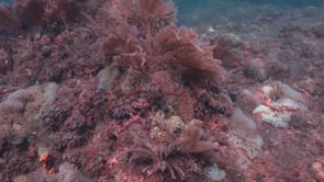 2649_Many Clark Anemone fishes on coral reef