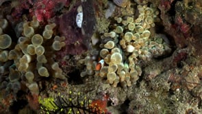 2650_juvenile Clark Anemonefish at night on sea anemone