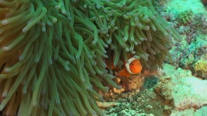 2651_Clownfish close up in sea anemone 