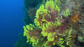 2611_Red and yellow Sea fans close up in Mediterranean Sea