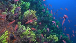 2612_Drifting along sea fans and Fussilier fish in Mediterranean Sea