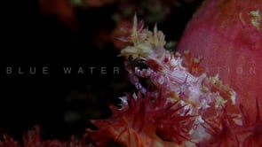 2451_Candy Crab cleaning close up