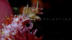 2450_Candy Crab super close up on soft coral