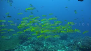 2654_yellow snappers swimming over coral reef