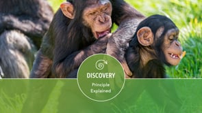 Related Embedded Video Item Thumbnail