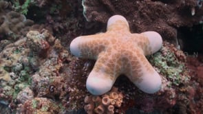 1863_Big brown starfish on coral reef