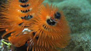 0805_Orange Christmas tree worm super close up