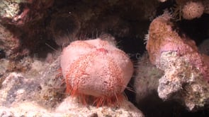 1887_Red Sea urchin on coral reef in the Red Sea
