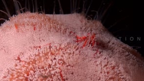 1889_Red Sea urchin super close up on coral reef
