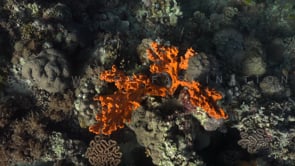 1997_Drifting over orange sponge on coral reef