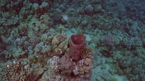 2348_Barrel sponge on coral reef