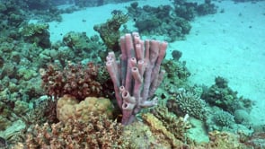 2350_Pink sponge on coral reef