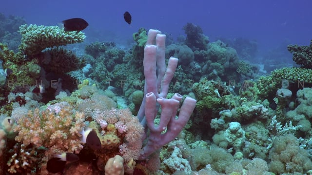 2351_Grey sponge close up on coral reef