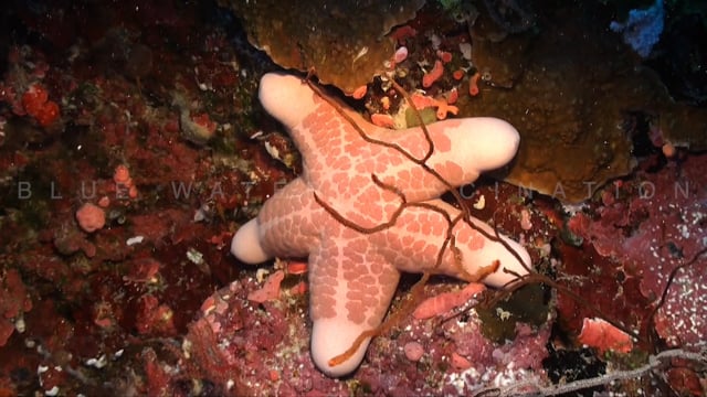0868_Big brown Starfish at night on coral reef