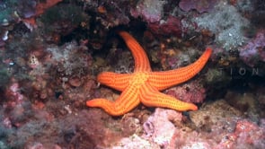 0922_Orange Starfish on coral reef