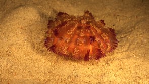 1437_Fire urchin walking over sand