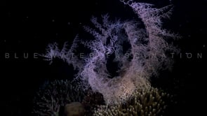 1750_Pink Basket Star at night